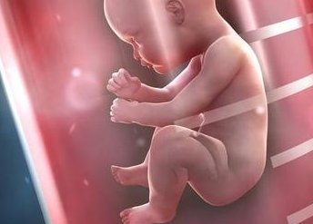 第三代试管婴儿技术百科-AMH值